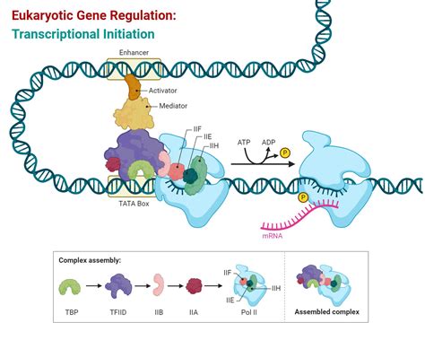 Eukaryotic Rna Transcription Transcription Of DNA Stages