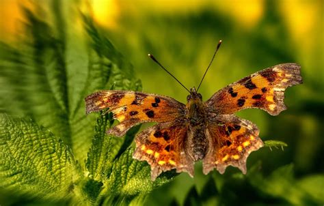 Wallpaper leaves, microsemi, butterfly, wings, insect, beautiful ...