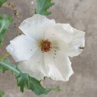 Prickly Poppy (Argemone mexicana) seeds