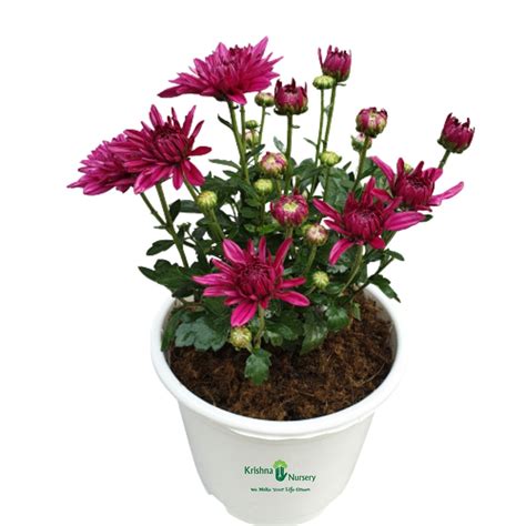 Chrysanthemum Flower Plant Pot Colour & Poly Bag White Pot Pot Size 6 Inch