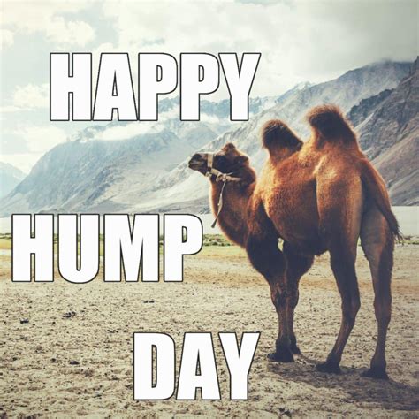 Yes We Know Its Hump Day Memes Funny Hump Day Memes Hump Day Quotes ...
