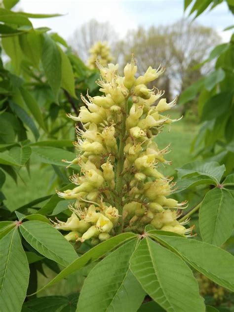 Aesculus glabra 'Fall Red' - Fall Red Ohio buckeye | The Dawes Arboretum