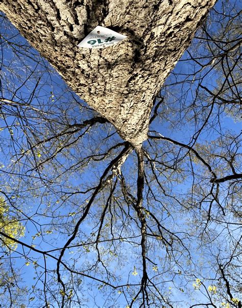 Dendritic Pattern 的图像结果