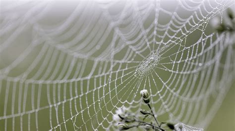 Wallpaper spider web, threads, drops, wet, macro hd, picture, image