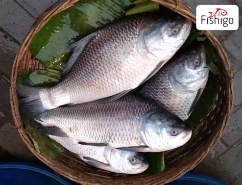 Buy Katla Maach ( Live Fish ) 1kg to 2.500gm Price Per Kg On Gross ...