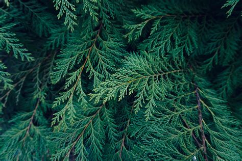 Pine Tree Leaves