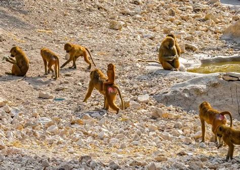 Image result for Baboon Behavior
