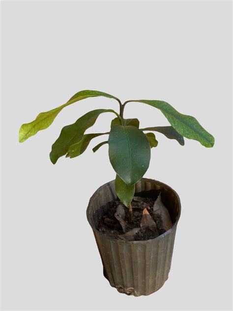 Bonsai Mango Tree 的图像结果
