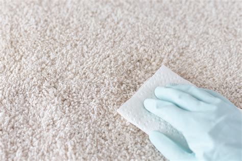 Urine Stains On Carpet