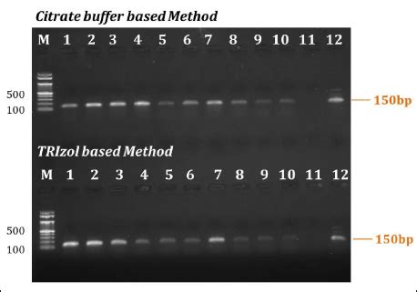Sensitive and cost-effective citrate-based RNA extraction procedure for ...
