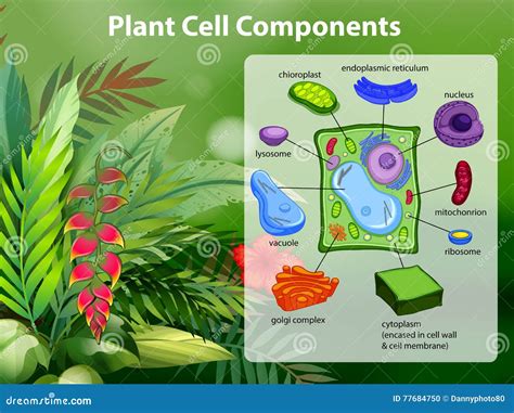Cell Components 的图像结果