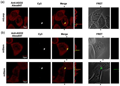 Development and Modification of Pre-miRNAs with a FRET Dye Pair for the ...