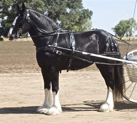 Shire horse - Wikipedia