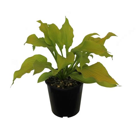 Hosta Sun Power 2 Litre | Mitre10