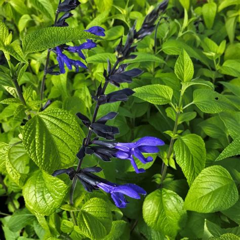 Salvia guaranitica 'Black and Blue' - Sage (4.5" Pot) | Little Prince ...