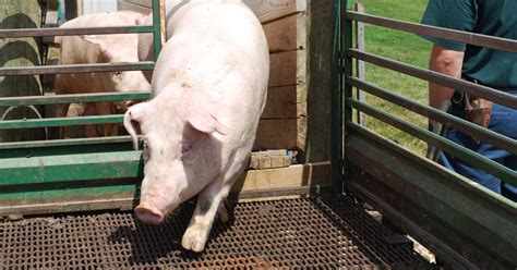 Image result for Loading Pigs for Processing