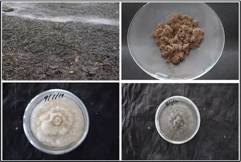 Bio-prospecting of marine-derived fungi with special reference to ...
