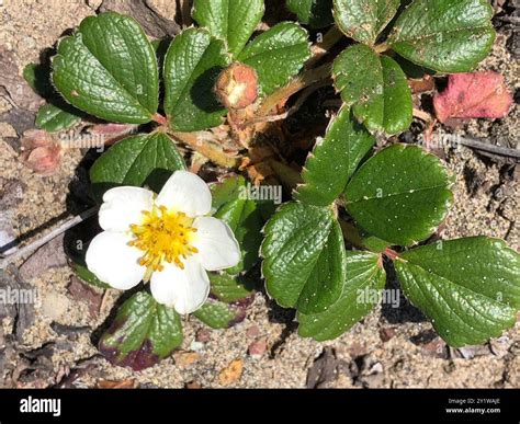 beach strawberry (Fragaria chiloensis) Plantae Stock Photo - Alamy