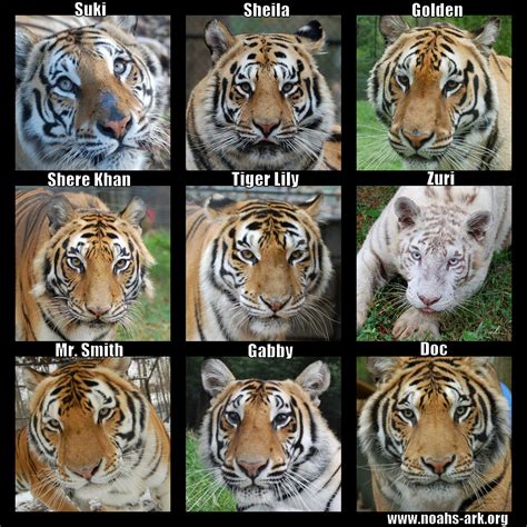 Every tiger's stripe patterns and markings are different... just like a ...