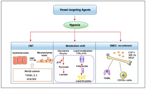 The Tumor Vessel Targeting Strategy: A Double-Edged Sword in Tumor ...