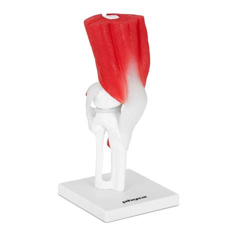 Buy Physa Knee Joint Model Knee Anatomy Model Medical Educational 1:1 ...