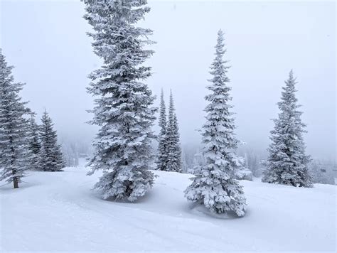 Image result for Tree Well Example