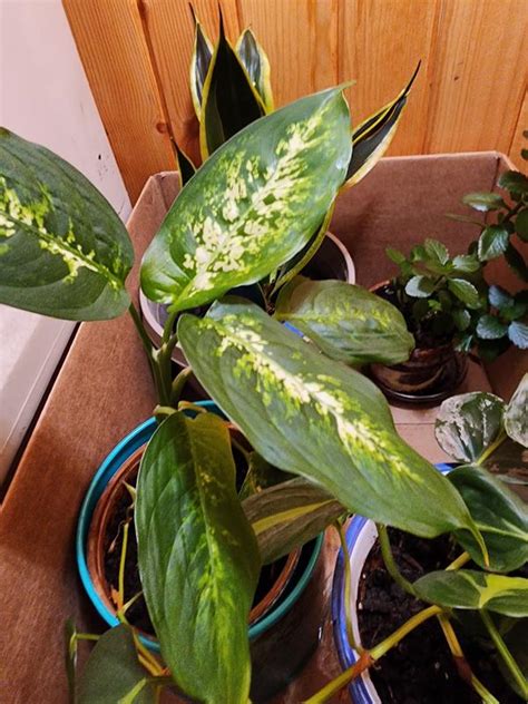 Utilitech Grow bulb 40-Watt EQ Full Spectrum Medium Base (e-26) LED ...