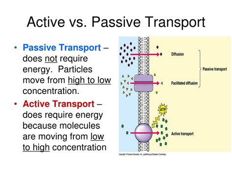 PPT - Transport Across the Cell Membrane PowerPoint Presentation, free ...