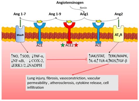 Angiotensin-Converting Enzyme 2 Expression and Severity of SARS-CoV-2 Infection