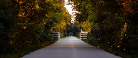 Download wallpaper 2560x1080 road, park, alley, trees dual wide 1080p ...