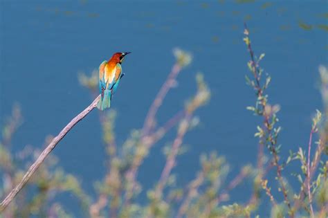 Image result for European Bee-eater Flying Back View