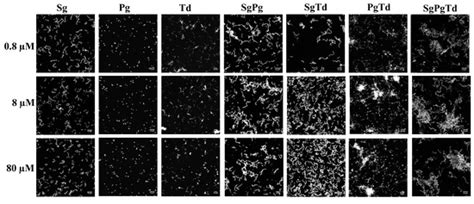 A Multi-Skilled Mathematical Model of Bacterial Attachment in ...