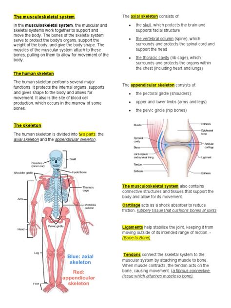 Image result for Introduction to Musculoskeletal System