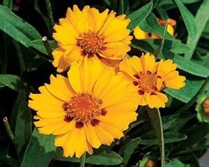 Lorvox Coreopsis flower Seed Price in India - Buy Lorvox Coreopsis ...