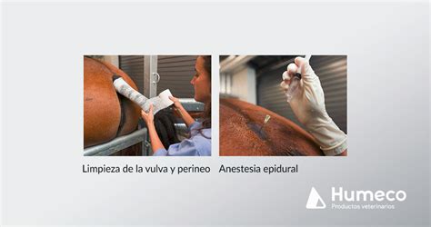 Recogida de óvulos (OPU) en yeguas