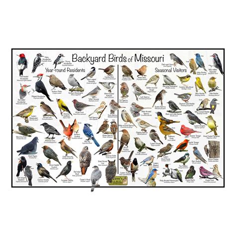 Backyard Birds of Missouri Bird Identification Poster Divided by Year ...