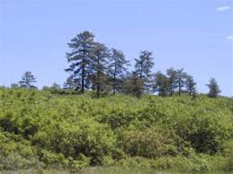 Albany Pine Bush Preserve 2021, #24 top things to do in albany, new ...