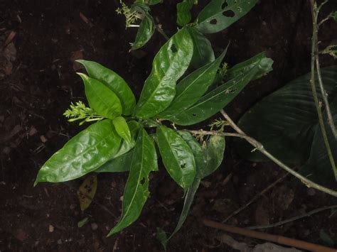 Cestrum nocturnum L. | Plants of the World Online | Kew Science