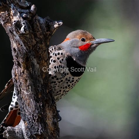 Red Shafted Flicker - Etsy