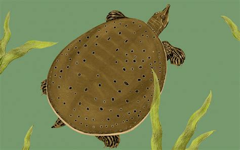 Image result for How to Cook a Soft Shell Turtle
