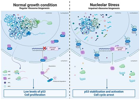 The Paradox of Ribosomal Insufficiency Coupled with Increased Cancer ...
