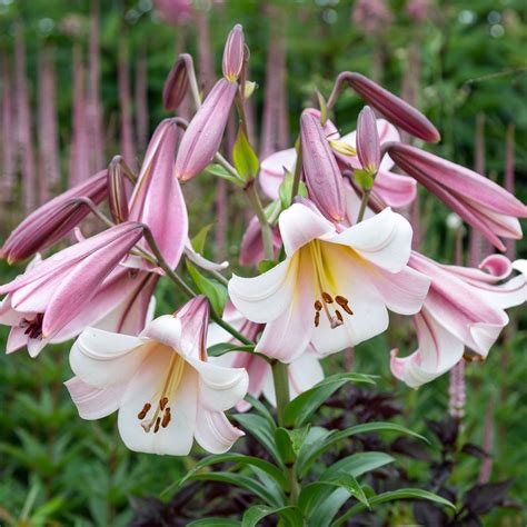 When to plant lily bulbs - experts reveal the perfect time | Ideal Home