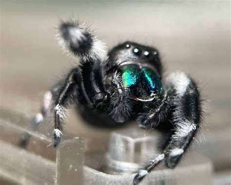 Kit d'élevage - Phidippus (araignée sauteuse) – L'insecterie
