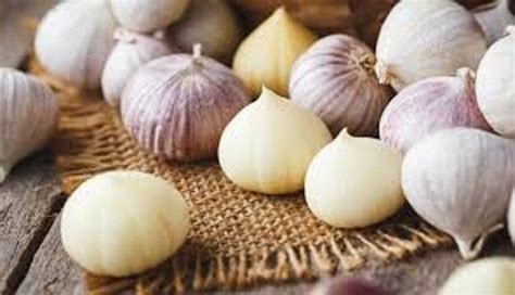 manfaat bawang putih tunggal dan efek sampingnya