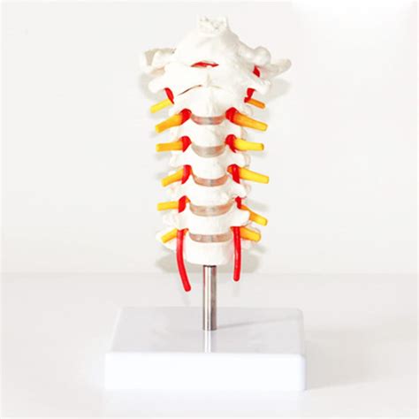 Buy ZCBYBT Human Cervical Spine with Carotid Artery Model Occipital ...