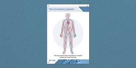 Circulatory System Display Poster - Twinkl