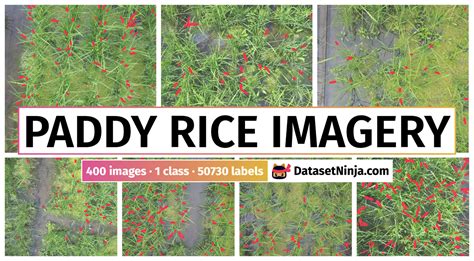 Paddy Rice Imagery - Dataset Ninja