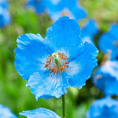 Health benefits of Himalayan Blue Poppy - Health Benefits