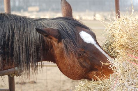 Horse Hay FAQs: List of Types of Hay, What Hay is Best, etc. - Horse Rookie