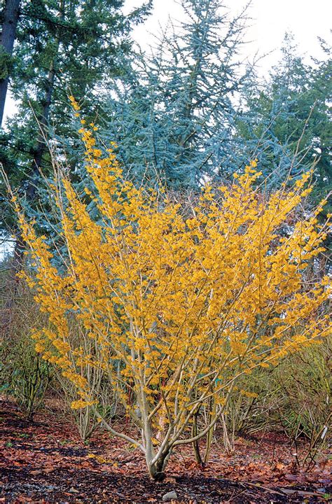 Pacific Horticulture | Witch Hazel: Queen of Winter | Witch garden ...